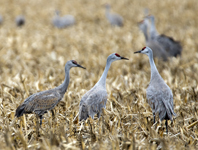 Sandhill Cranes 3622